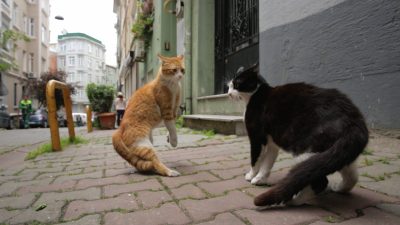 A scene from KEDI.